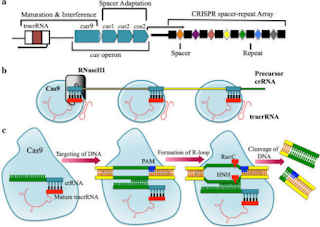 Ilustrasi metode CRISPR-Cas pada Tomat