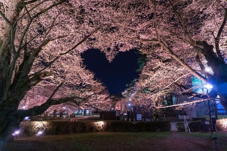 Taman sakura di kawasan Hirosaki Castle Park. 