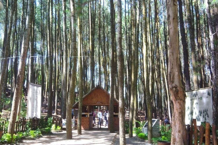 Hutan Pinus Mangunan di Bantul, DI Yogyakarta. 