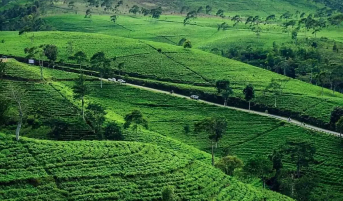 Kebun Teh Kemuning